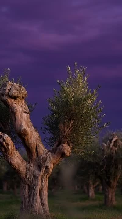 gethsemane at night